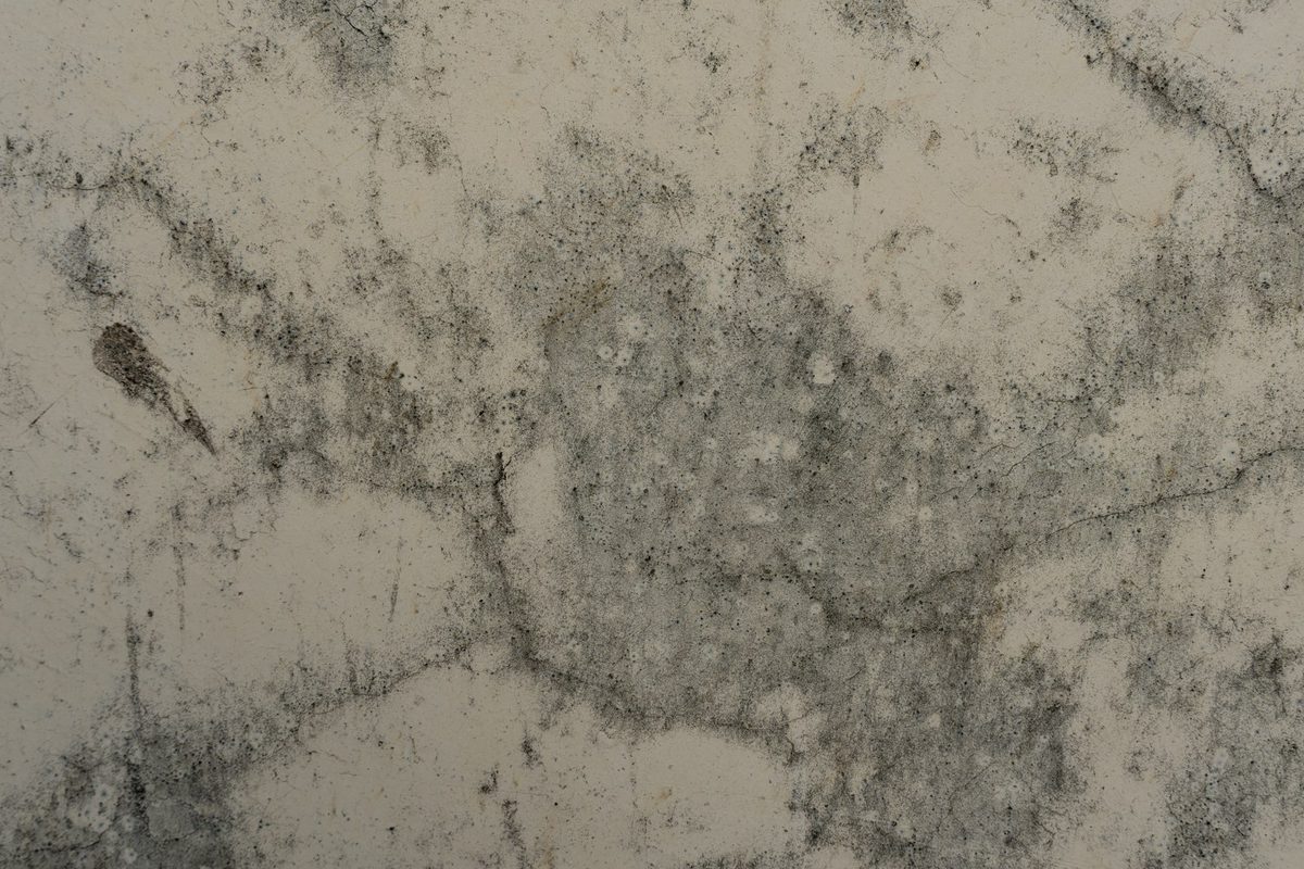Hongos por humedad en una pared